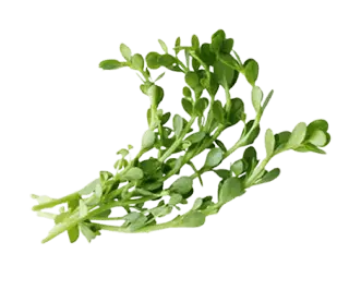 Bacopa Monnieri