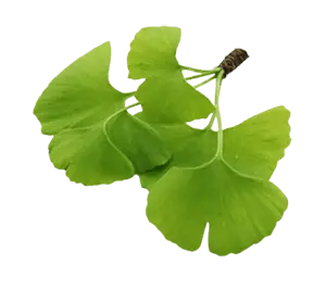 Gingko Biloba